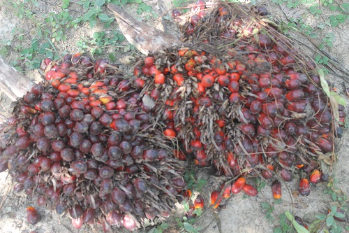 15/05/18  Les cours du caoutchouc et de lhuile de palme font plongerla SOGB en Cte dIvoire